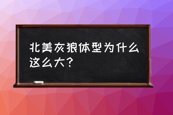 北美灰狼真的很大吗 北美灰狼体型为什么这么大？