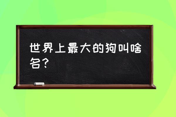 世界最大的狗十大排名 世界上最大的狗叫啥名？