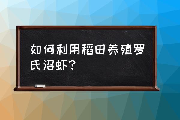 罗氏沼虾可以自己繁殖吗 如何利用稻田养殖罗氏沼虾？