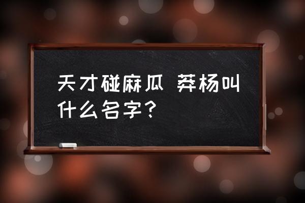 天才碰麻瓜人物介绍 天才碰麻瓜 莽杨叫什么名字？