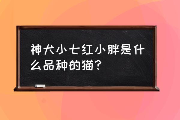 红小胖snoopy的爸爸 神犬小七红小胖是什么品种的猫？