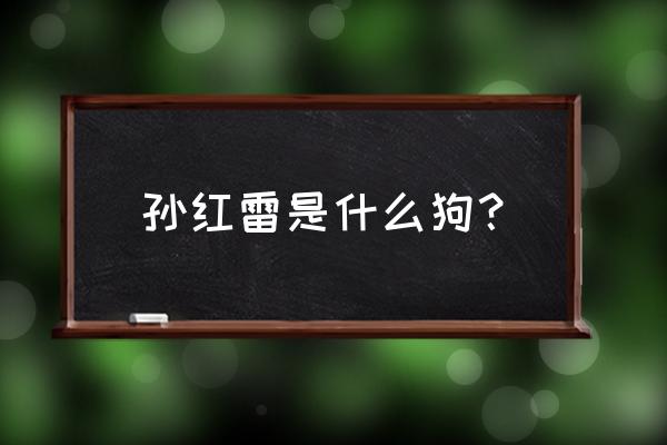 孙红雷狗是什么品种狗 孙红雷是什么狗？