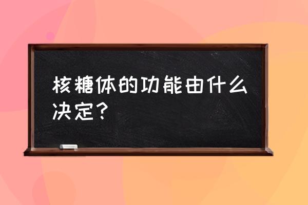 核糖体的功能可以表述为 核糖体的功能由什么决定？