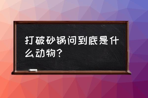 打破砂锅璺 打破砂锅问到底是什么动物？