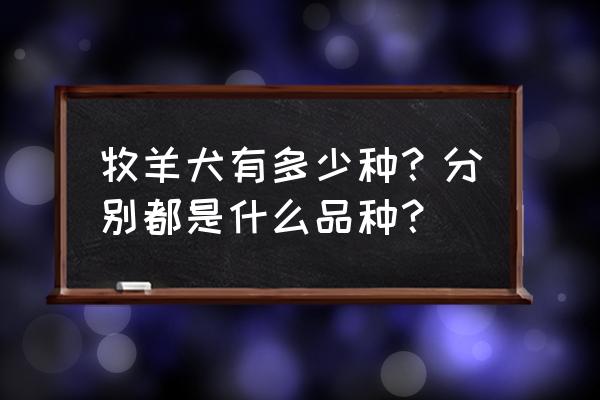 牧羊犬品种大全名字 牧羊犬有多少种？分别都是什么品种？