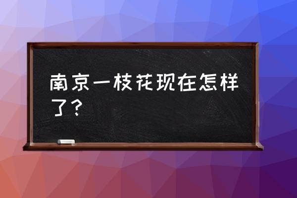 南京一枝花 非常周末 南京一枝花现在怎样了？