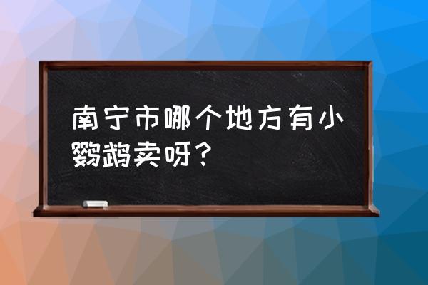 南宁有几个花鸟市场 南宁市哪个地方有小鹦鹉卖呀？