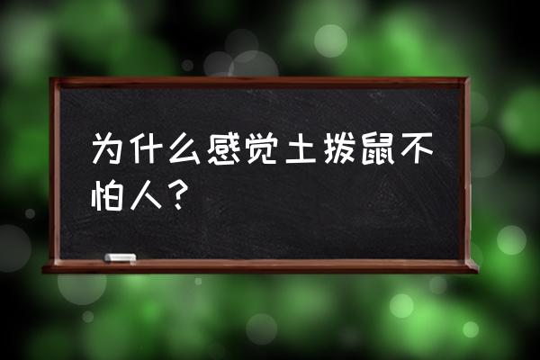 土拨鼠叫声啊 为什么感觉土拨鼠不怕人？