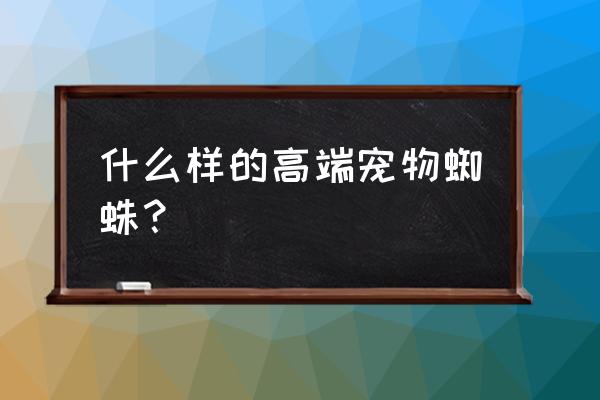 宠物蜘蛛品种 什么样的高端宠物蜘蛛？