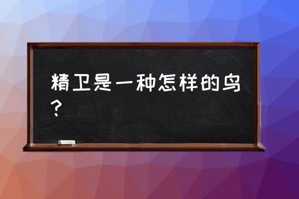 奋斗的小鸟分别有谁 精卫是一种怎样的鸟？