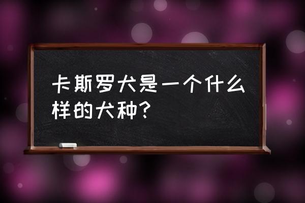 卡斯罗犬介绍 卡斯罗犬是一个什么样的犬种？