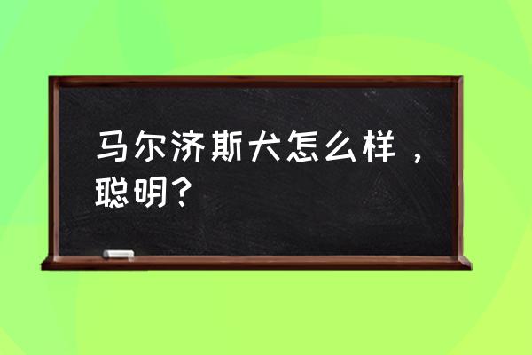 纯种的马尔济斯多少钱 马尔济斯犬怎么样，聪明？