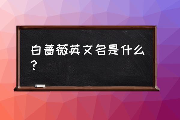 白蔷薇chuoline作者 白蔷薇英文名是什么？