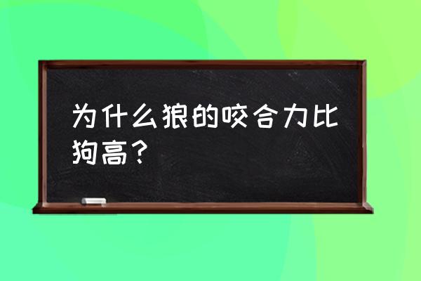 爱尔兰猎狼犬vs狼 为什么狼的咬合力比狗高？