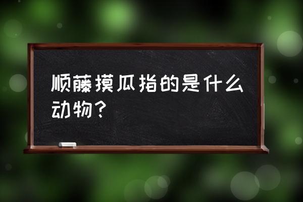 顺藤摸瓜是什么生肖 顺藤摸瓜指的是什么动物？