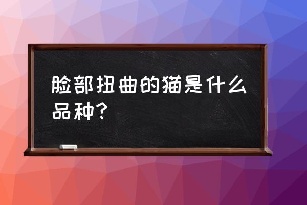 哈利波特如何解锁隐藏脸型 脸部扭曲的猫是什么品种？