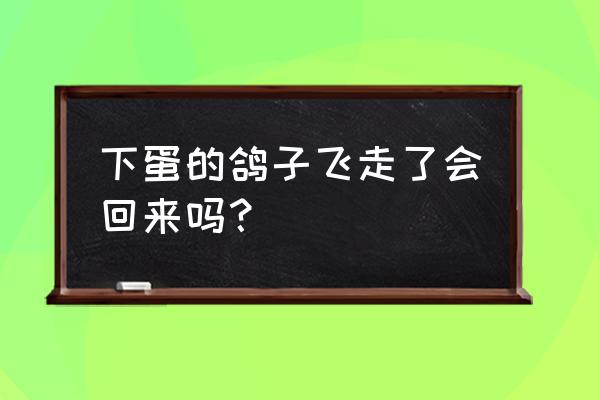 种鸽下蛋后飞走会回来吗 下蛋的鸽子飞走了会回来吗？