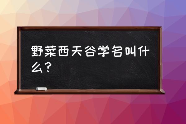 西天谷野菜图片大全 野菜西天谷学名叫什么？