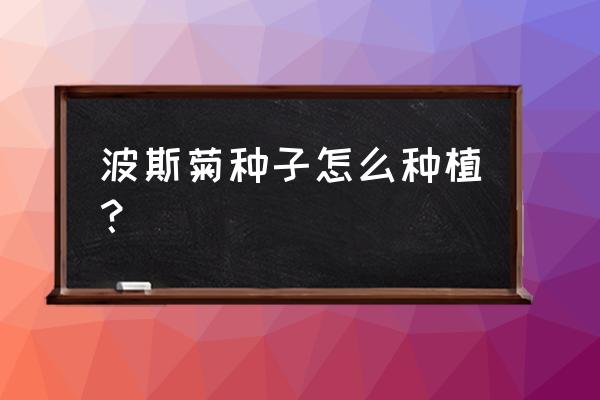 矮生波斯菊催芽后的种子怎么播种 波斯菊种子怎么种植？