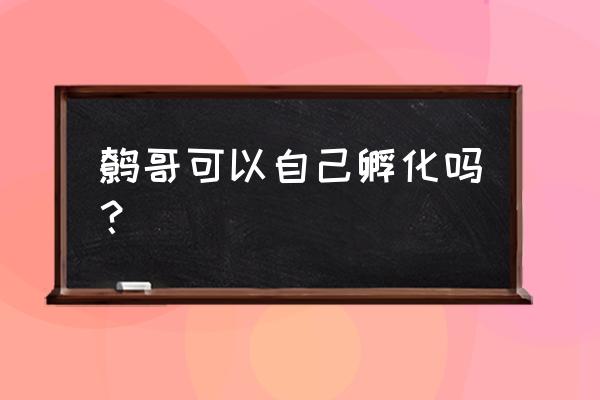 鹩哥几年后可繁殖 鹩哥可以自己孵化吗？