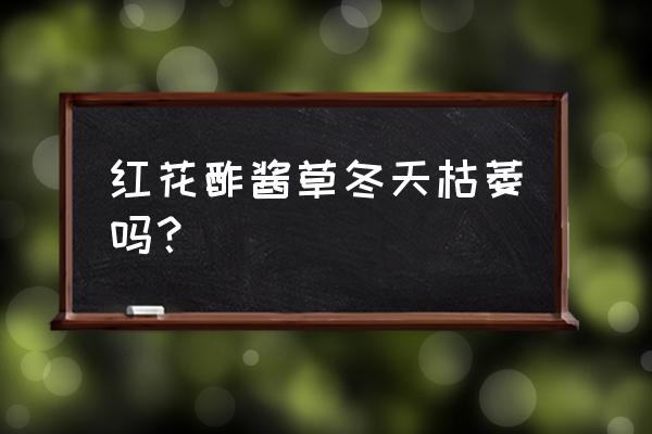 红花酢浆草什么时候栽种 红花酢酱草冬天枯萎吗？