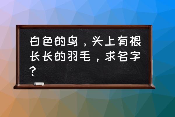 鸟图片带鸟名 白色的鸟，头上有根长长的羽毛，求名字？