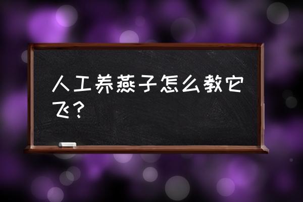 小燕子飞动作 人工养燕子怎么教它飞？